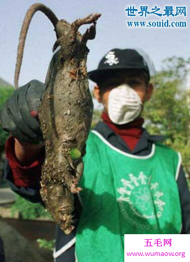 巨型老鼠，长达1米的变异鼠(吓死猫)