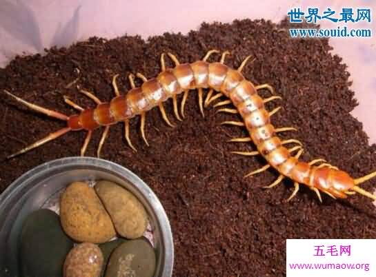 秘鲁巨人蜈蚣，能够捕捉飞行的蝙蝠(长达42cm)