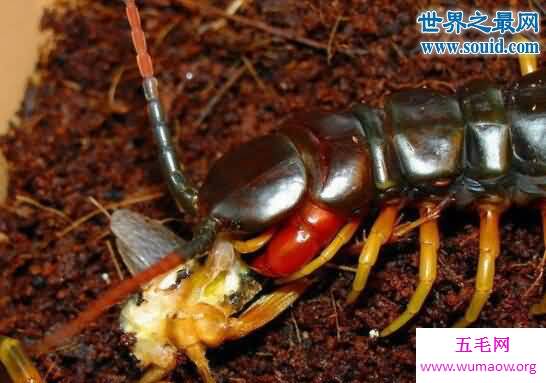 秘鲁巨人蜈蚣，能够捕捉飞行的蝙蝠(长达42cm)