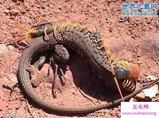秘鲁巨人蜈蚣，能够捕捉飞行的蝙蝠(长达42cm)