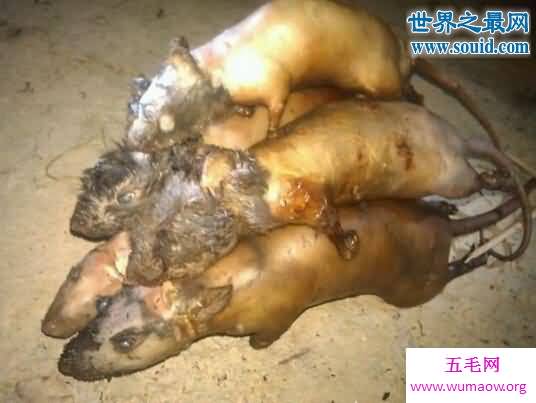 老鼠肉冒充羊肉，老鼠肉能不能吃(致人死亡)