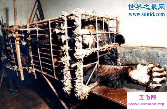 活熊取胆的残忍过程，熊受不了自杀(毫无人性)