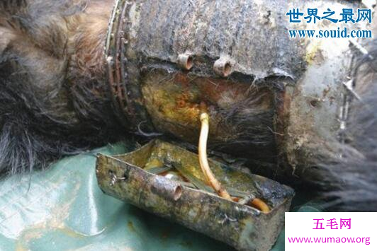 活熊取胆的残忍过程，熊受不了自杀(毫无人性)