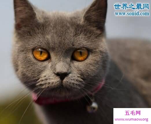 世界十大最贵的猫咪，阿什拉混血猫(高达61万元)