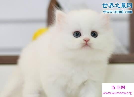 世界十大最贵的猫咪，阿什拉混血猫(高达61万元)