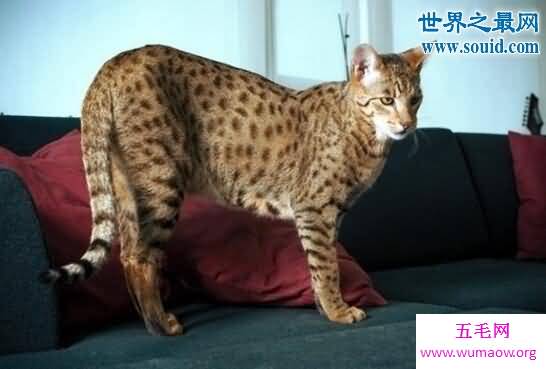 世界十大最贵的猫咪，阿什拉混血猫(高达61万元)