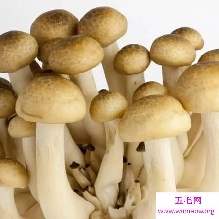 死亡帽——美丽外表之下隐藏着“剧毒内心”的毒蘑菇！