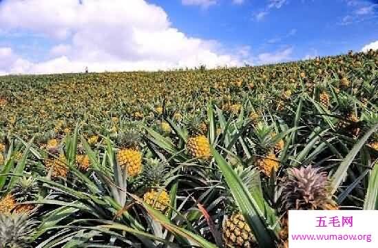 真实的菠萝树图片，菠萝原来是这样长出来的(在地上)