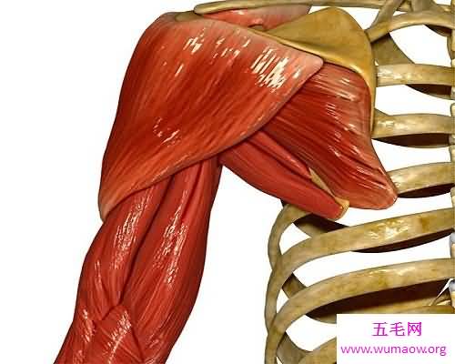 一块能够让自己显得很威猛的器官——三角肌