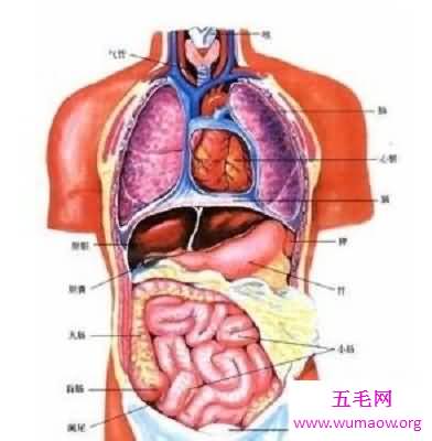 神秘的人体器官图，究竟是怎么产生的？