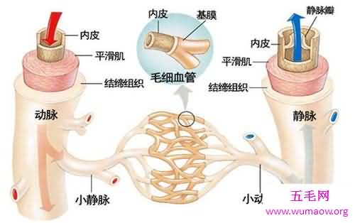 软化血管的食物及功效 想要寿命长必须先预防