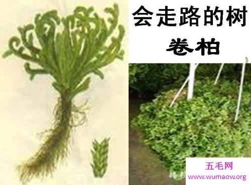 世界十大最奇异的植物，吃人植物日轮花太恐怖(图)