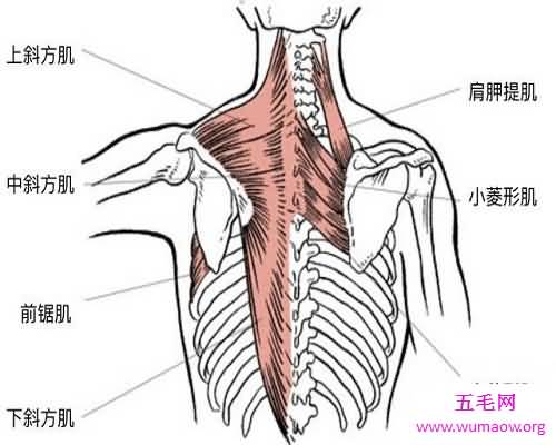 一块能够让自己显得很威猛的器官——三角肌