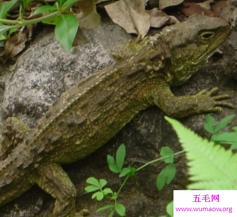 让我们看看千奇百怪的自然中冷血动物有哪些