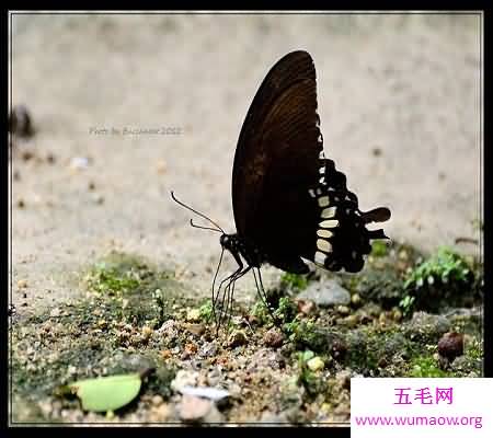 一个被传为千古笑谈的成语故事——凤毛麟角