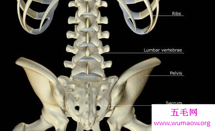 骶骨你不认识那你知道穷骨么这个部分很重要哦