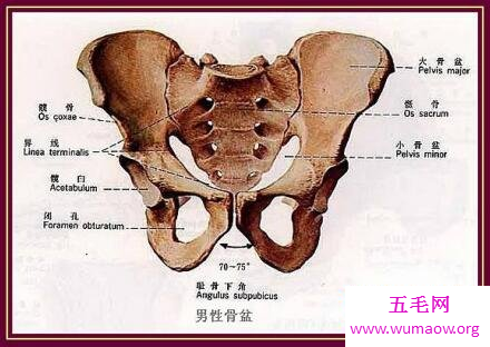 骶骨你不认识那你知道穷骨么这个部分很重要哦