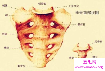 骶骨你不认识那你知道穷骨么这个部分很重要哦