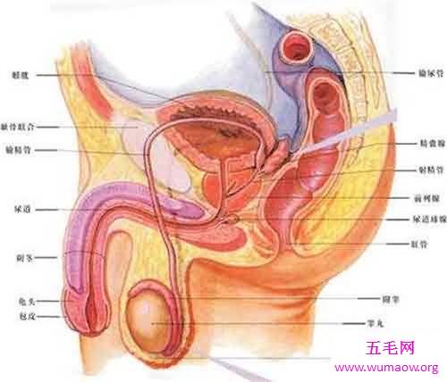 人体器官分布图介绍 五脏六腑的位置都在哪