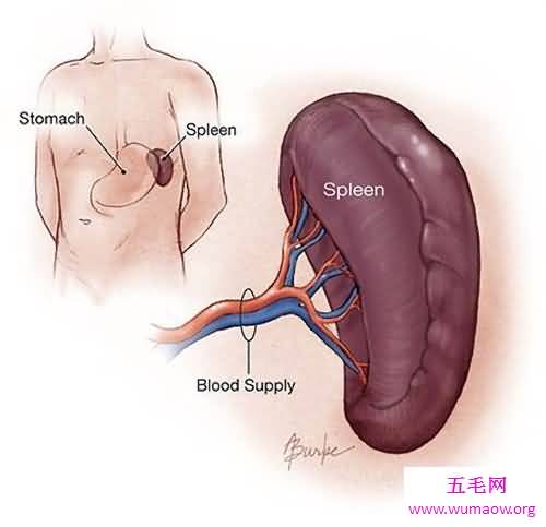 人体器官分布图介绍 五脏六腑的位置都在哪