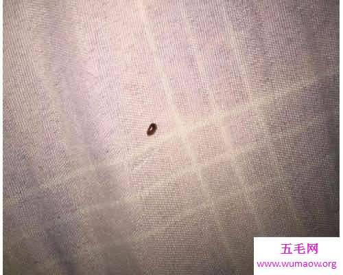 如果家里有褥虫怎么办？