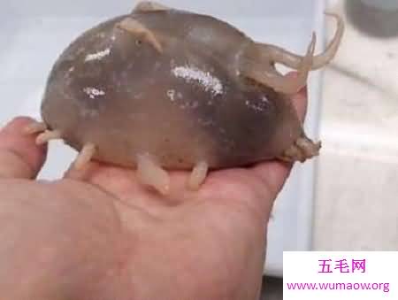 海猪到底是什么呢海猪可以食用吗