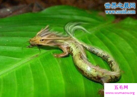 06年真龙吃人的照片，传说中的真龙其实是洞螈