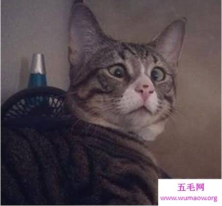 盘点走红网络的宠物猫，惊讶猫竟然活不过半岁