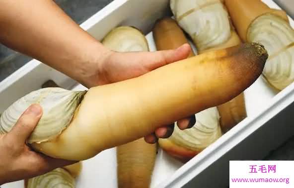 象拔蚌，女人看了会脸红的生物盘点