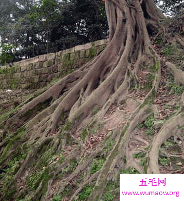  不管植物动物还是人 都要在生存中做到根深蒂固