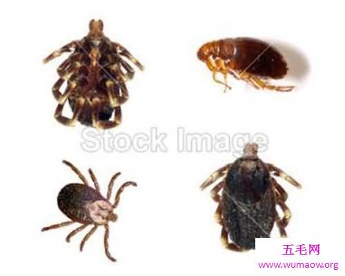 如果家里有褥虫怎么办？