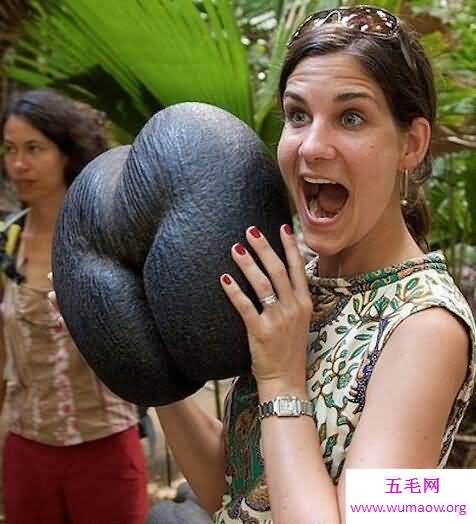 象拔蚌，女人看了会脸红的生物盘点
