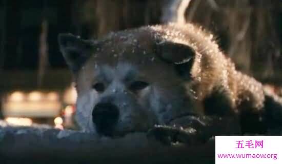 忠犬八公是什么狗，日本秋田犬(八公真实故事)