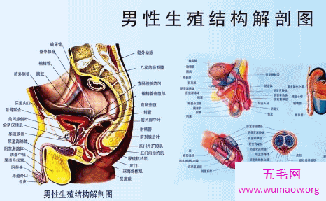 男人生殖器男人应该如何保护好自己的宝贝