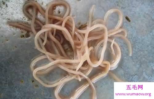 引发儿童病发率较高的一种寄生虫病蛔虫