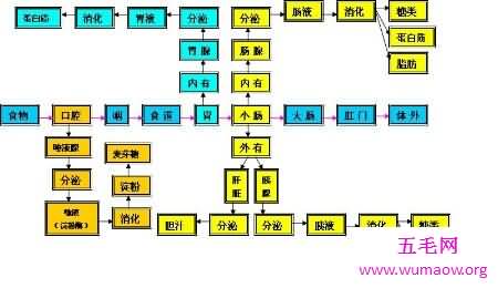 消化系统的组成在初中就学了 至今记忆犹新吧