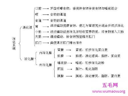 消化系统的组成在初中就学了 至今记忆犹新吧