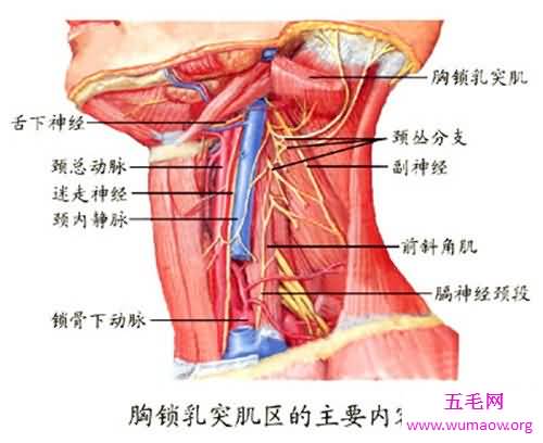 颈部淋巴结分区介绍 淋巴结肿大的原因介绍