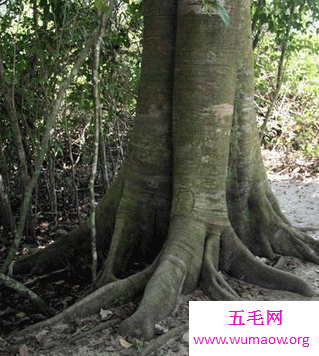  不管植物动物还是人 都要在生存中做到根深蒂固