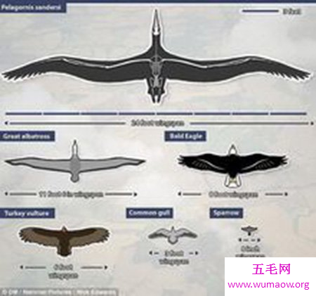 世界上最大的鸟有多大 会不会伤害人类