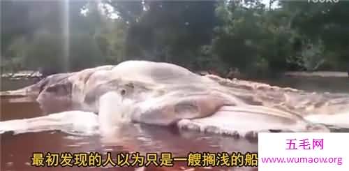 印尼海啸死了多少人 灾难过后海滩惊现无名巨怪