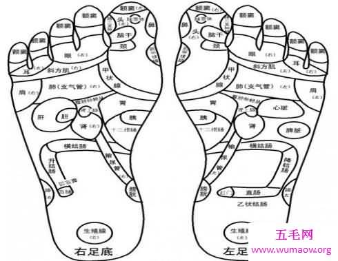 五脏六腑图你知道它们的具体位置么你认识么