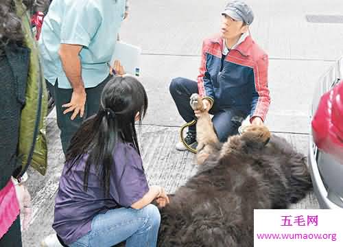 朱茵家的藏獒价值1200万，朱茵和藏獒合影曝光