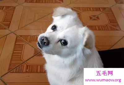 最全解梦大全，梦见狗咬自己代表什么？