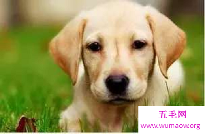 最全解梦大全，梦见狗咬自己代表什么？