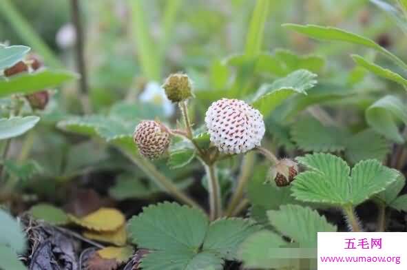 国外濒临灭绝的水果皇后菠萝莓，中国山村遍地都是