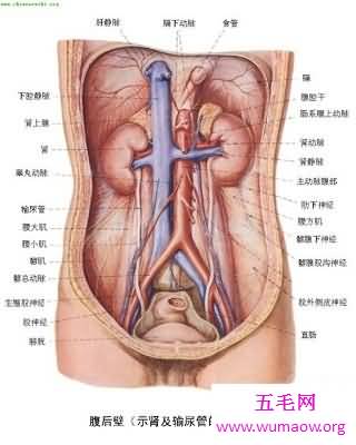 神秘的人体器官图，究竟是怎么产生的？