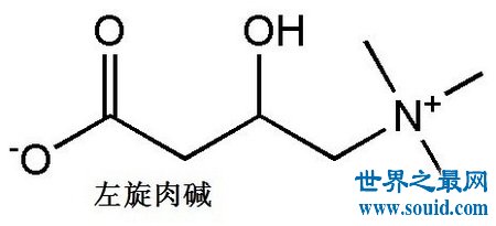 左旋肉碱减肥真的有用吗 它的作用与危害是什么