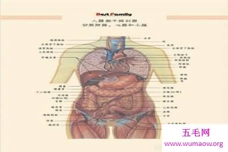 人体对于一些人来说是很神秘的 大家了不了解人体构造图呢