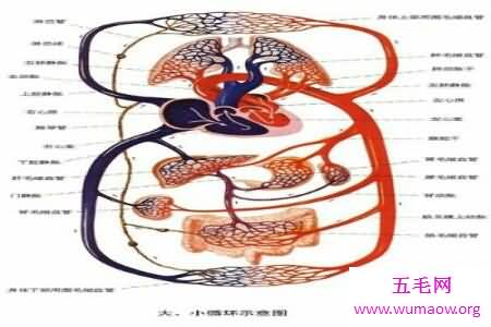 人体对于一些人来说是很神秘的 大家了不了解人体构造图呢